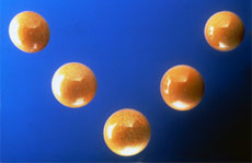 Natural Melo Pearls